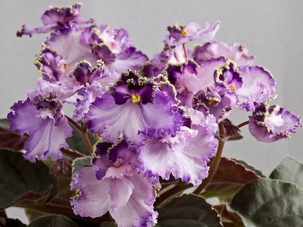 Галина Мандзий