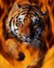 Ярослав Стильник