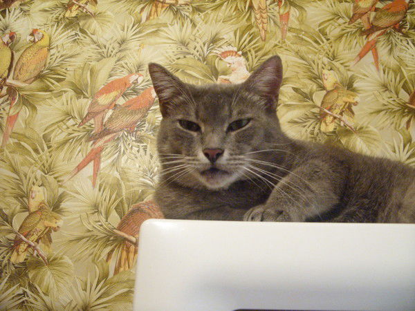 Павел Мизгулин