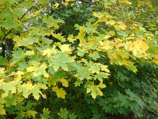 Оксана Яковенко