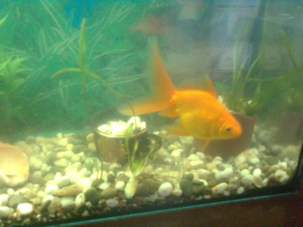 Вера Стулень