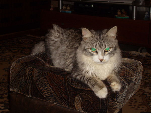 Нелли Паздникова