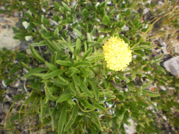 Гульнара Бакрасова