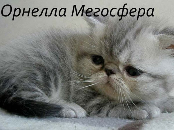 Инна Агабекова