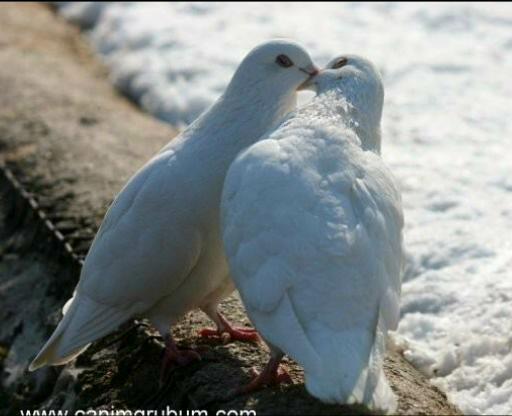 Нагима Мынбаева