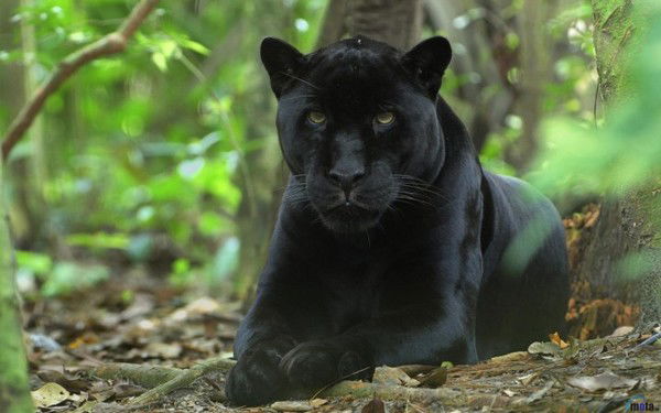 Виталий Забияка