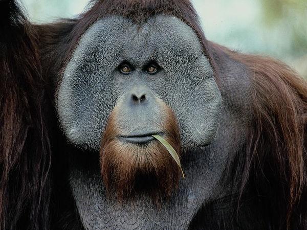 Владимир Черемухин