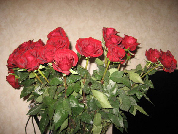 Елена Орлова