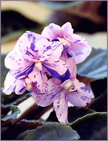 Мадина Злобина