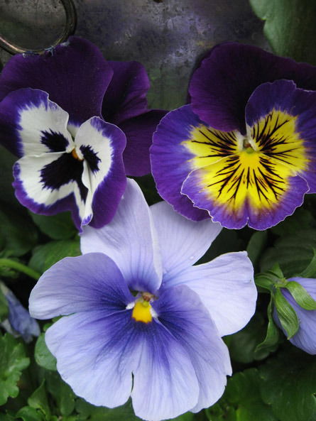 Анна Мощенко