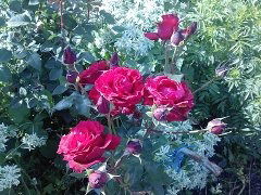 Валентина Шаройко