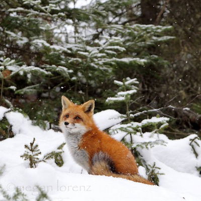 Надежда Ермолаева