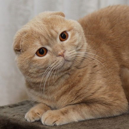 Алина Лисицкая