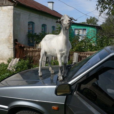Наталья Шишкова
