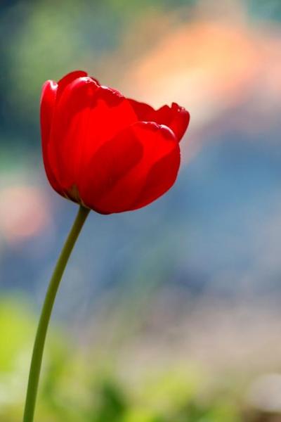 Зульфия Сухарева