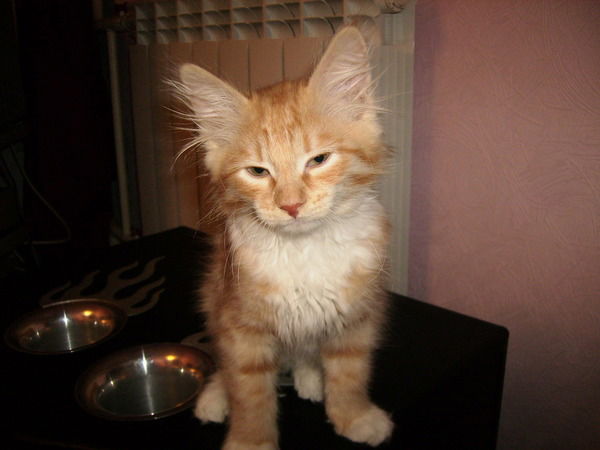 Алексей Петрунин