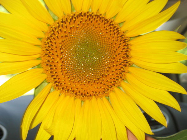 Катя Спасская