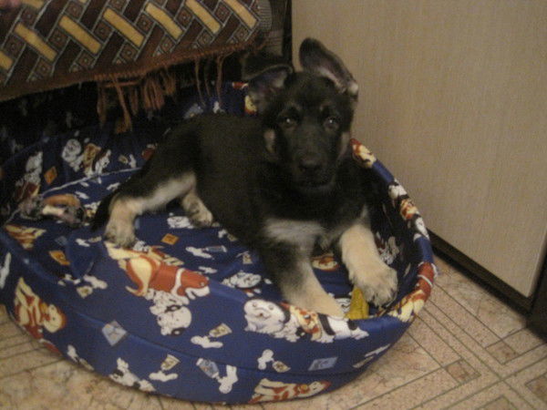 Римма Гребенщикова