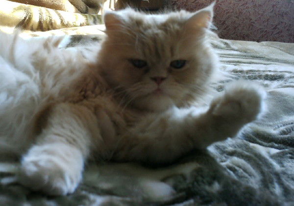 Света Попова