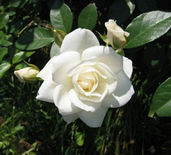 Людмила Уколова