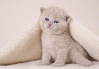 Виктория Саламаткина