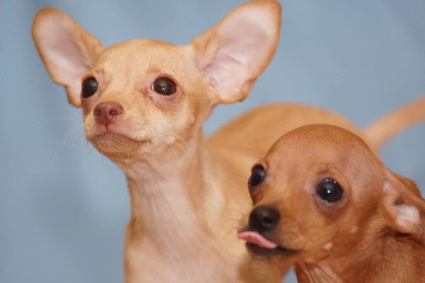 Марина Ланерт