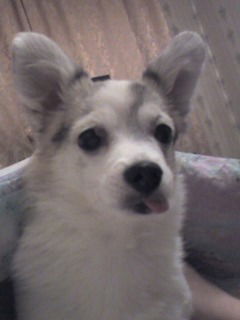 Алексей Колпаков