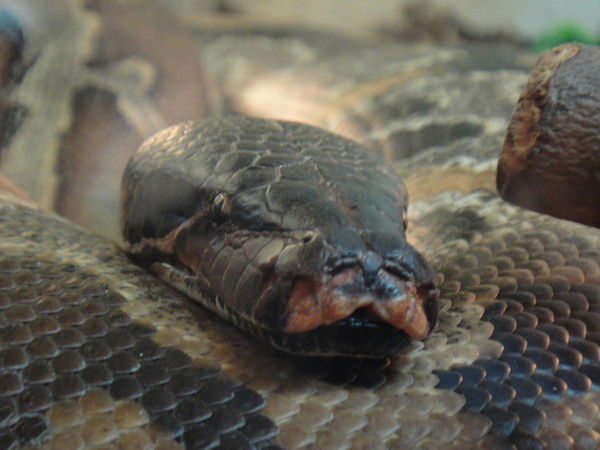 Анастасия Карпович