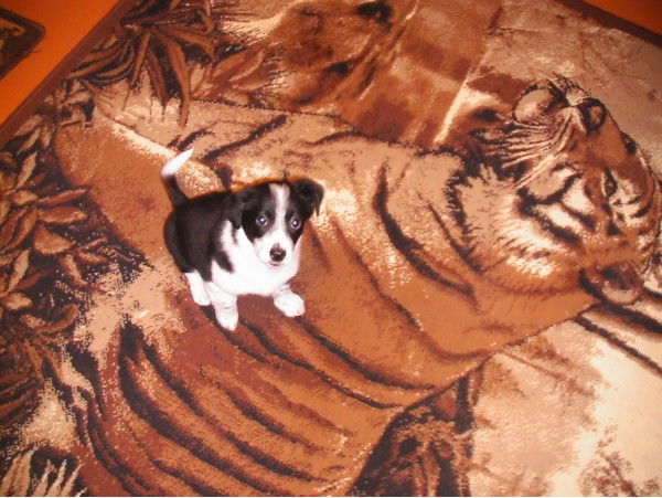 Виктория Шихова