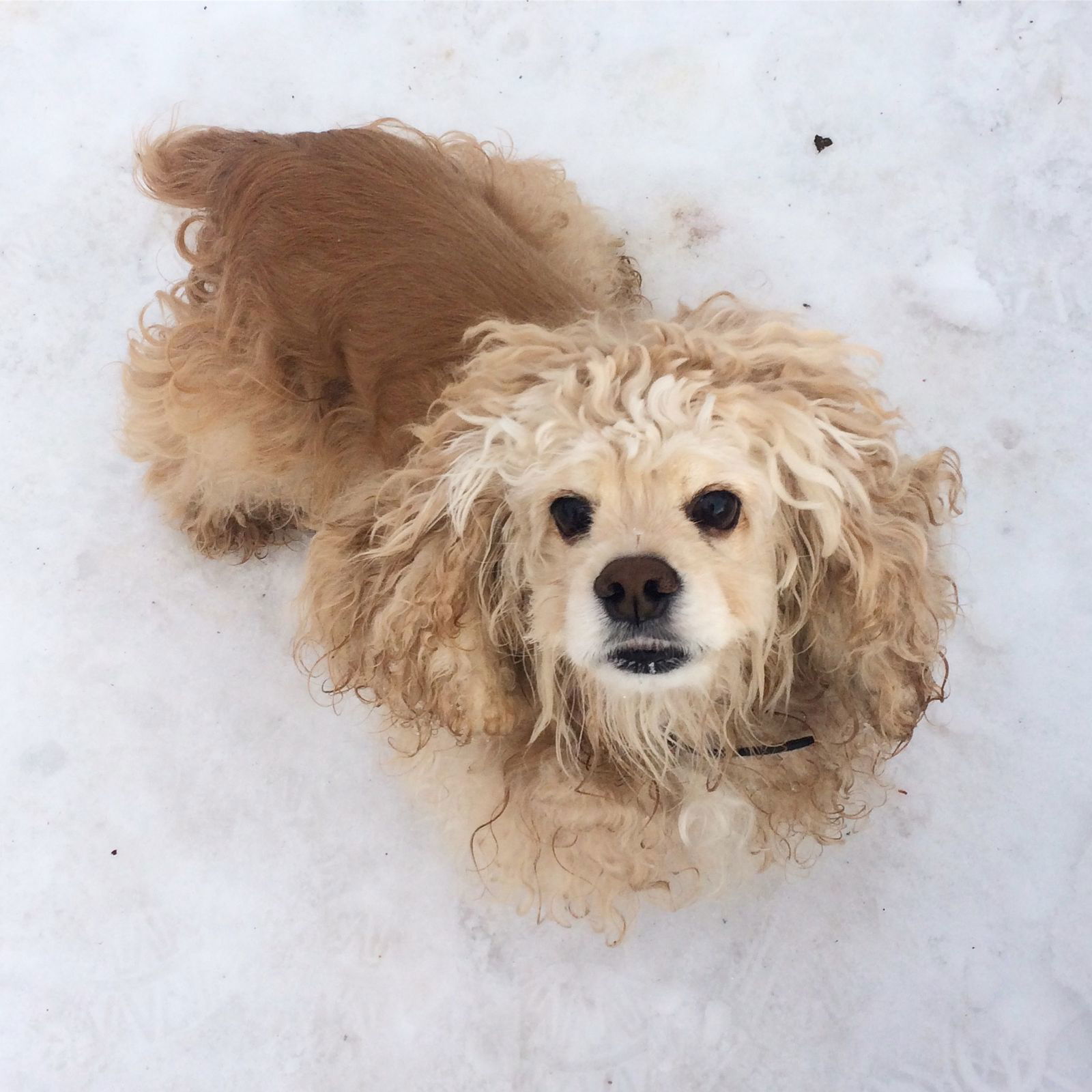 Наташенька Шупенько