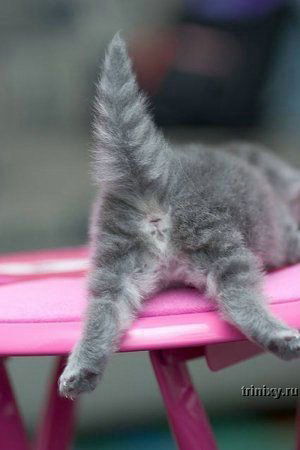 Настя Палфёрова