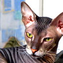 Татьяна Костецкая
