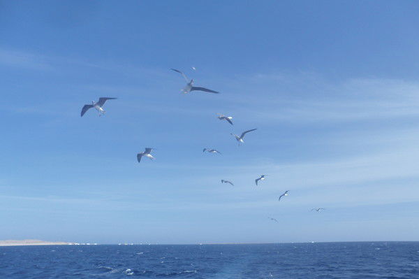 Ирина Ирина