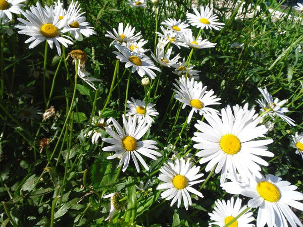 Татьяна Левченко