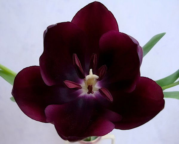 Марина Ветошкина