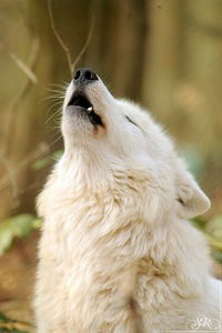 Александра Гридасова