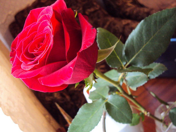 Ирина Коткина