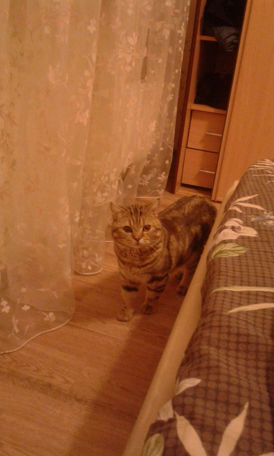 Артем Николаев