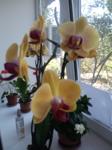 Людмила Генкель