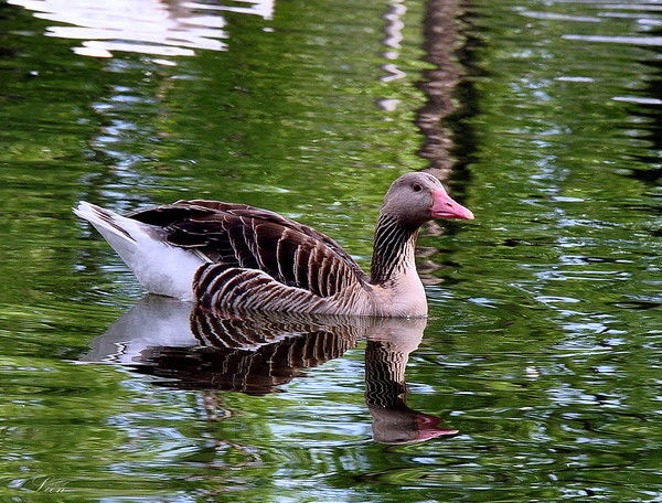 Владимир Усачёв