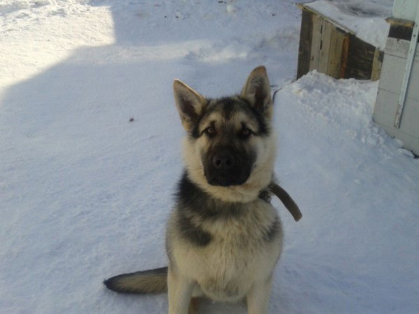 Андрей Бездольный