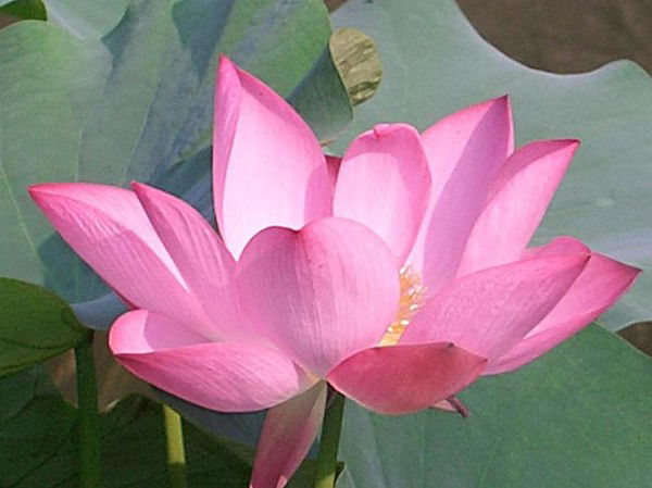 Софийка Слобода