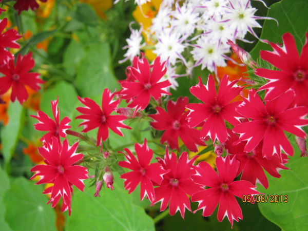 Наталья Кузвесова