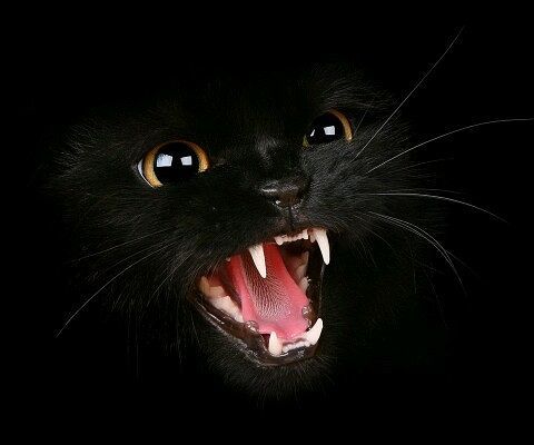 Багира Багировна