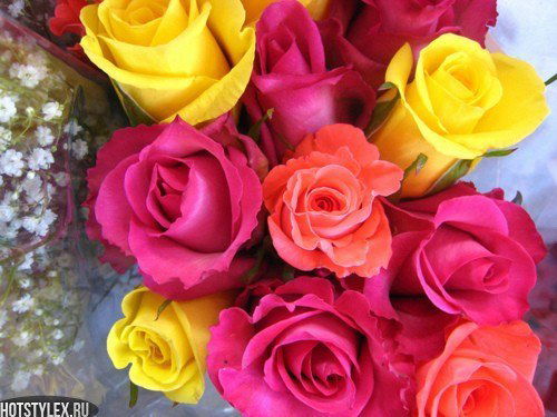 Светлана Трофимова