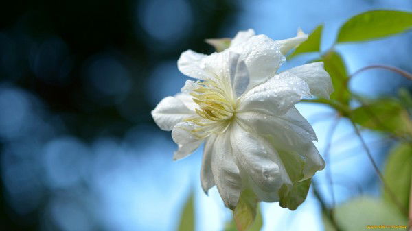 Юлия Кошкорова