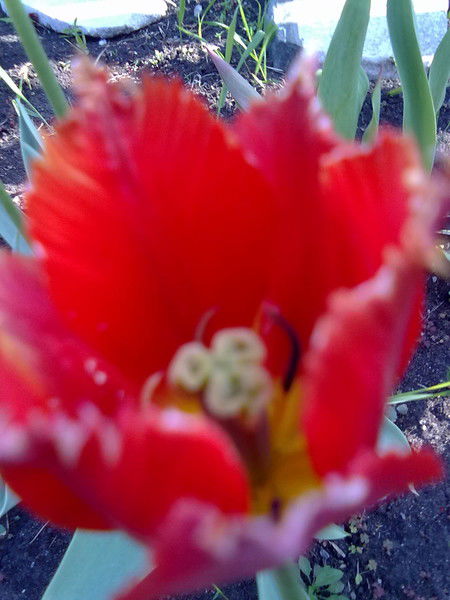 Ольга Варламова