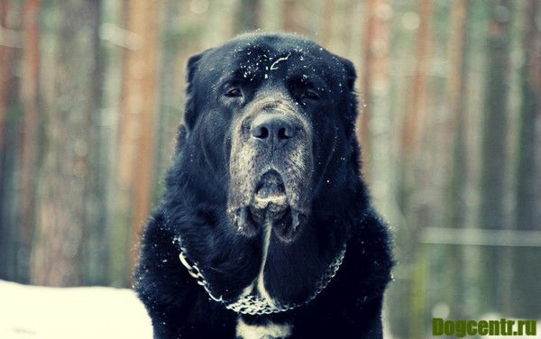 Руслан Алиев