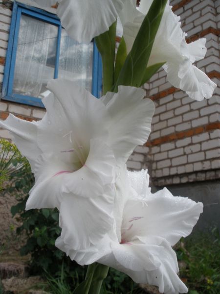 Ирина Федоровна