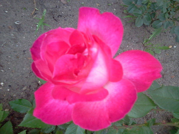 Елена Черникова